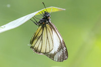 Heliopetes alana-5155