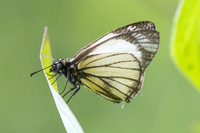 Heliopetes alana-5153