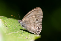 Hermeuptychia canthe-3755