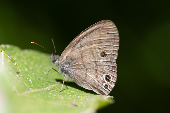 Hermeuptychia canthe-3755