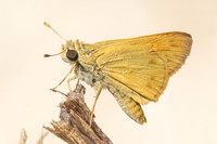Hylephila phyleus-3313