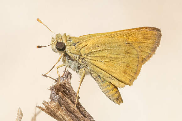 Hylephila phyleus-3313