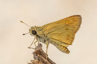 Hylephila phyleus-3311