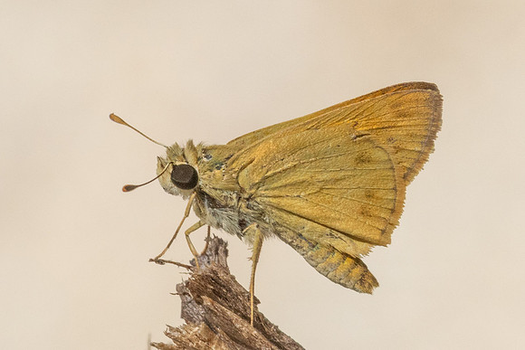 Hylephila phyleus-3311