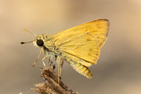 Hylephila phyleus-3315
