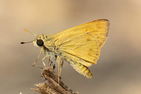 Hylephila phyleus-3315