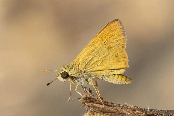 Hylephila phyleus-3316