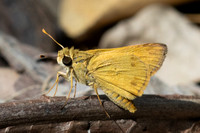 Hylephila phyleus-3274
