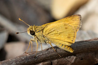 Hylephila phyleus-3278