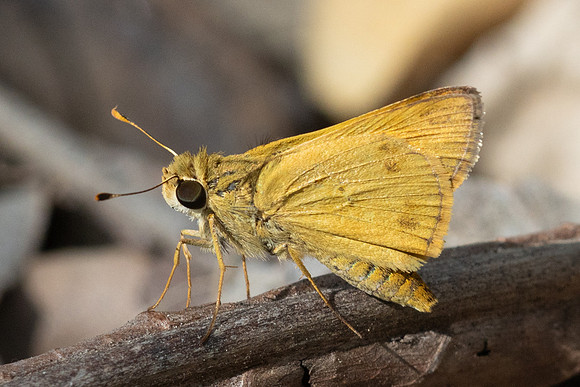 Hylephila phyleus-3278