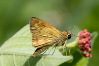 Hylephila phyleus-2940