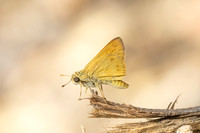 Hylephila phyleus-3323