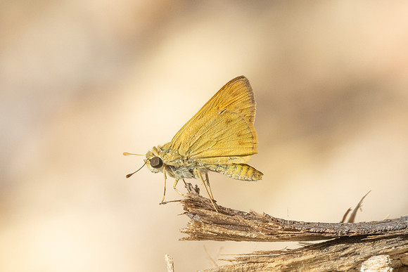Hylephila phyleus-3323