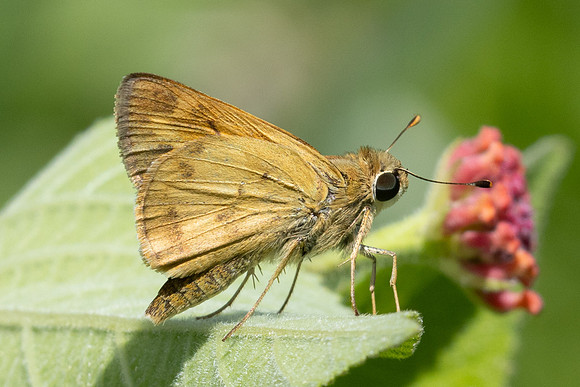 Hylephila phyleus-2939