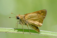 Hylephila phyleus-2931
