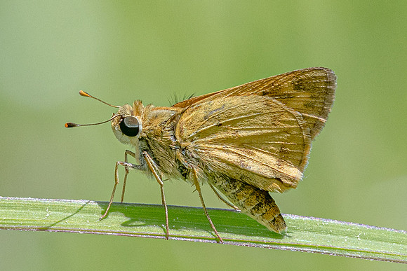Hylephila phyleus-2931