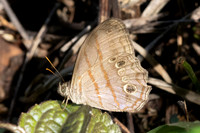 Magneuptychia libye-2605