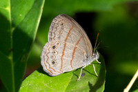 Malaveria alcinoe-0053