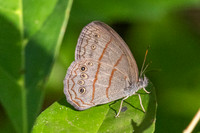 Malaveria alcinoe-0056