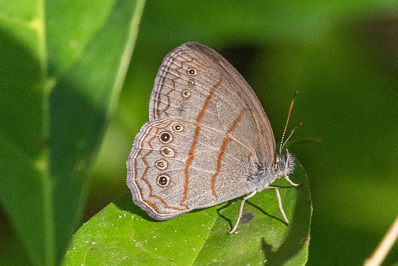 Malaveria alcinoe-0056