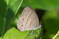 Malaveria alcinoe-0051