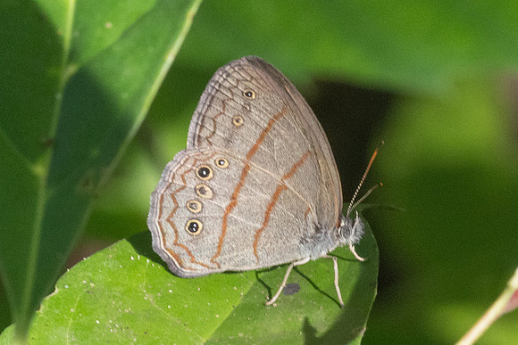 Malaveria alcinoe-0051