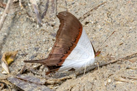 Marpesia zerynthia