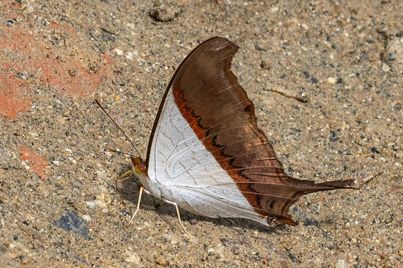Marpesia zerynthia-0361