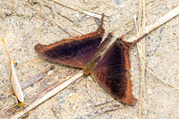 Marpesia zerynthia-0374