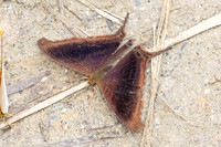 Marpesia zerynthia-0377