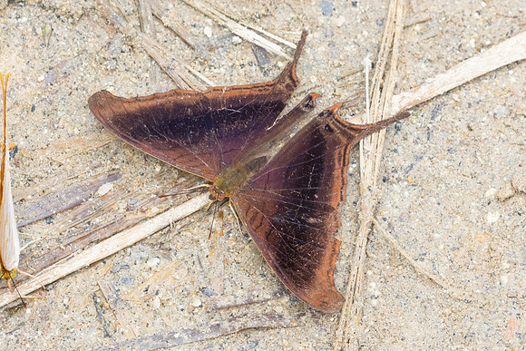 Marpesia zerynthia-0377