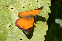 Nica flavilla-1164