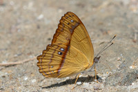 Nica flavilla-3906