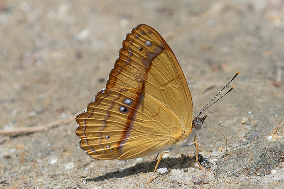 Nica flavilla-3906