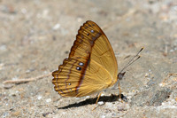 Nica flavilla-3908