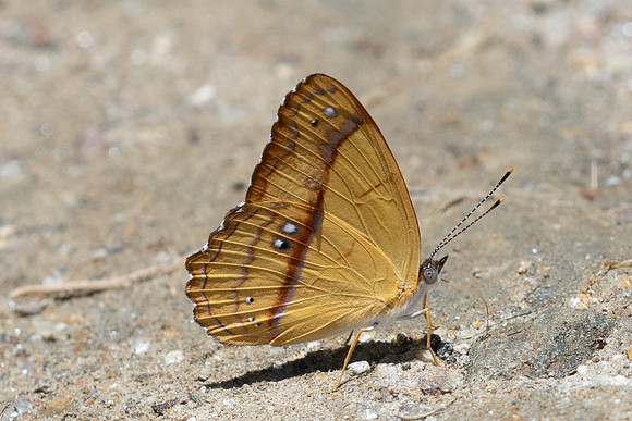 Nica flavilla-3908