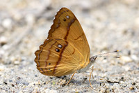 Nica flavilla-0533
