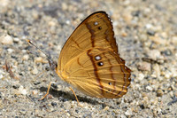 Nica flavilla-0524