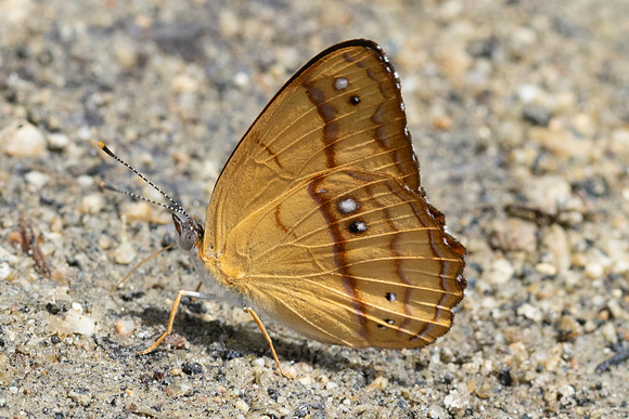 Nica flavilla-0524