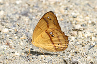 Nica flavilla-0526