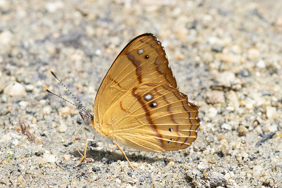 Nica flavilla-0526