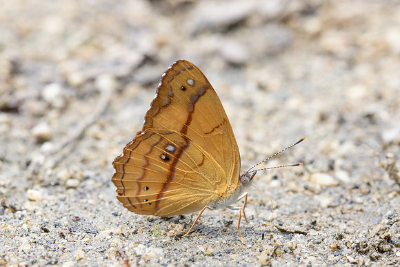 Nica flavilla-0529