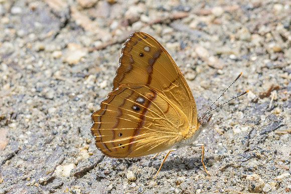 Nica flavilla-0504