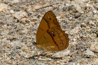 Nica flavilla-8