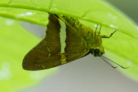 Niconiades xanthaphes