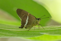 Niconiades xanthaphes-3723