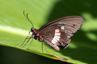 Parides iphidamas-0140