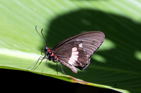 Parides iphidamas-0147