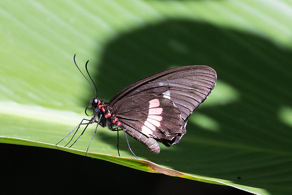 Parides iphidamas-0147