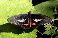 parides eurimedes